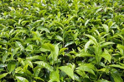 茶树怎么种植 茶树的原产地及种类