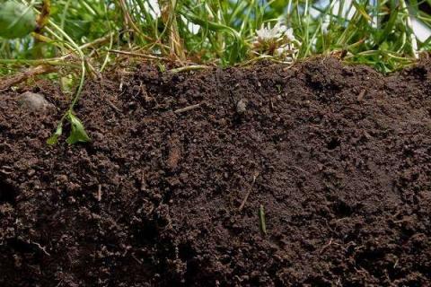 土壤质地可以分为哪三大类 各质地的特点是什么
