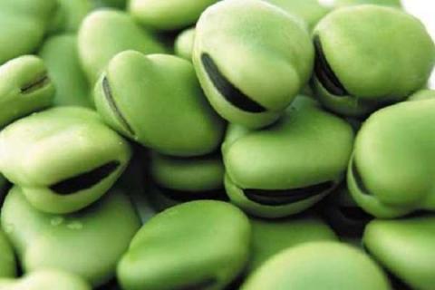 蚕豆是什么植物 蚕豆的营养价值