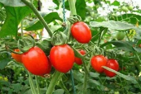 西红柿定植后几天打药 什么时候打枝