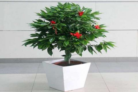 家里养什么植物（家里养什么植物净化空气）