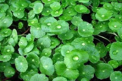 五种适合新手的最好养的水培花（最好养的水培花卉植物）