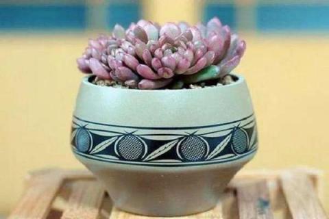 多肉植物怎么叶插（多肉植物怎么叶插生根快）