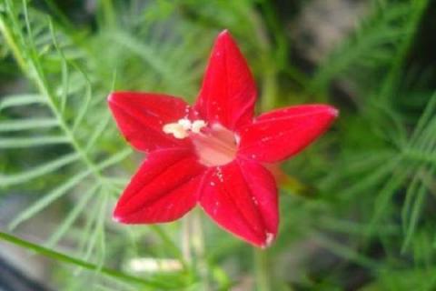 五角星花种子什么时候播种（五角星花种子什么时候播种的）