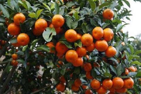 砂糖橘树种植方法 砂糖橘树种植方法视频