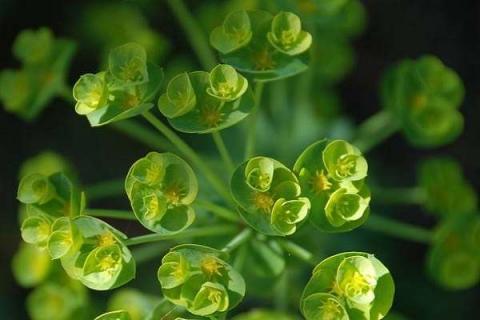 植物的生长周期及生长过程（植物生长周期和生长期）
