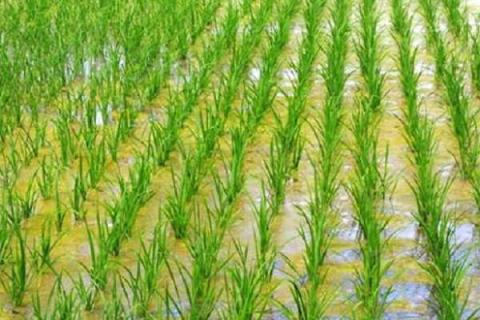 水稻秧苗怎么培育 水稻秧苗怎么培育种子