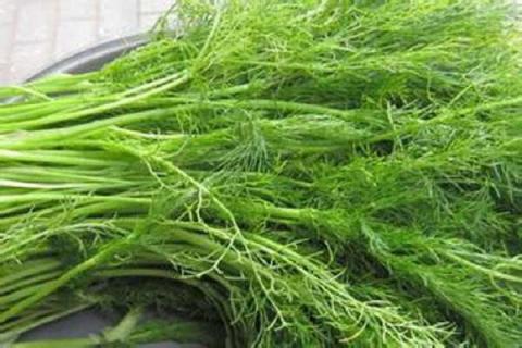 哪些人不适合吃茴香菜 什么人不能吃茴香菜
