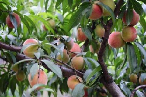 桃树亩产量一般多少斤（桃树亩产量一般多少斤左右）