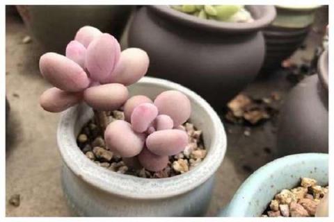 多肉植物需要什么土 多肉植物用什么土最好
