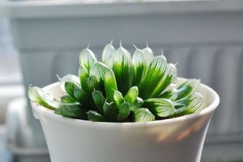 多肉植物长得快吗 多肉植物长得快吗怎么养