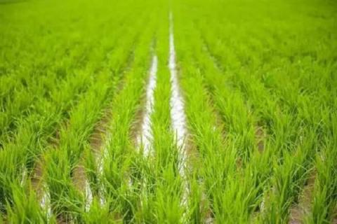 水稻秧苗怎么培育 水稻施肥时间