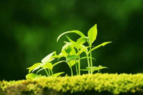 植物生长的六大条件 植物生长的条件及其作用