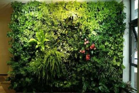 植物墙多少一平方 植物墙尺寸