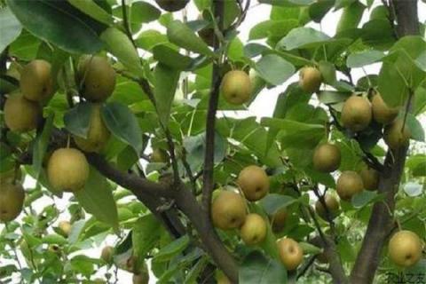 普通老果树梨木的价值 梨木的材质特点