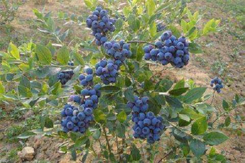 蓝莓用硫酸亚铁的方法（蓝莓用硫酸亚铁的优点缺点）