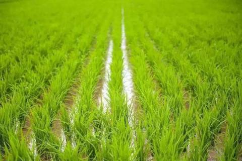 水稻秧苗怎么培育 水稻的生长过程