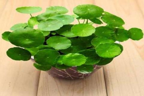 办公室养什么植物好 办公室养什么植物好养活