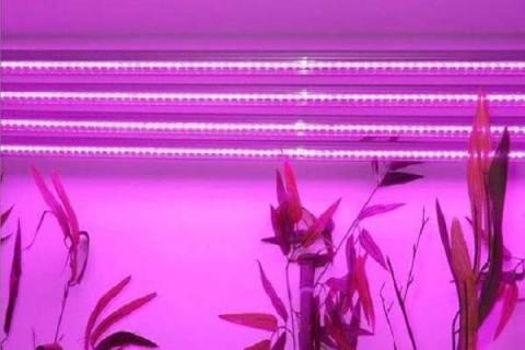 led植物补光灯有用吗 led植物补光灯有用吗多少钱