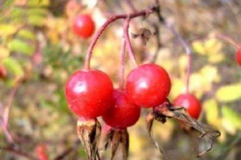 红色的酸酸的山上的野果是什么水果（红色的酸酸的山上的野果是什么水果图片）