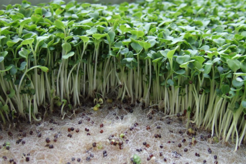 绿豆什么时候种植好（绿豆什么时候种植最好）