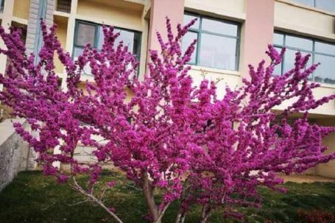 紫荆树和紫荆花的区别是什么 紫荆树和紫荆花的区别是什么图片