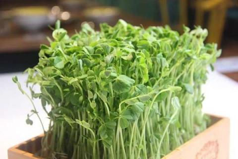适合阳台水培的蔬菜有哪些 阳台水培蔬菜有哪些品种