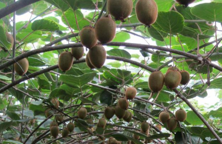弥猴桃树怎么进行栽培管理 弥猴桃树的管理