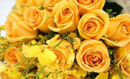 黄玫瑰和香槟玫瑰一样吗（黄玫瑰和香槟玫瑰一样吗图片）