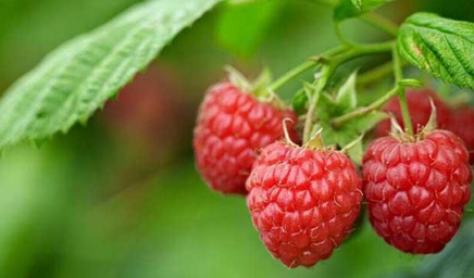 覆盆子和树莓有什么区别 覆盆子 树莓一样吗
