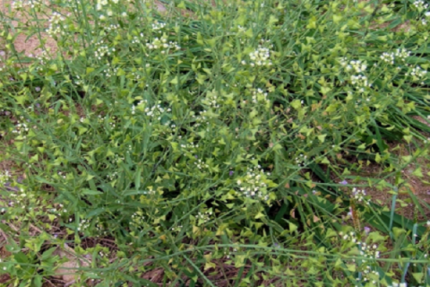 荠菜种子怎样催芽（荠菜种子怎么催芽）