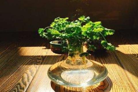 香菜怎么水培 香菜怎么水培种植