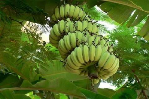 香蕉树和芭蕉树的区别是什么 如何辨别这两种植物