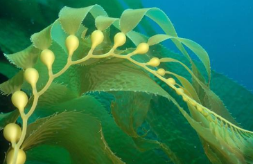 世界上最巨大的藻类的是什么 世界上最小的藻类