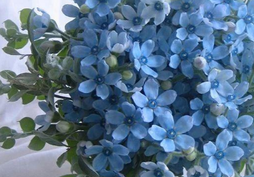 蓝星花的养殖方法 蓝星花养殖需要注意什么