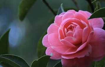 怎样养好香妃茶花 香妃茶花生长需要什么条件