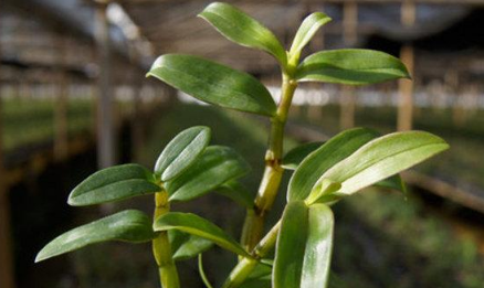 石斛种植条件 石斛生长在什么样的环境里