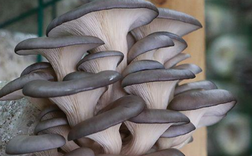 平菇的人工栽培方法 平菇栽培的工艺流程