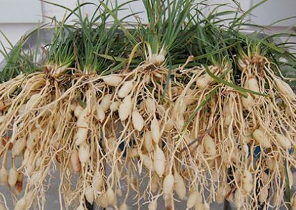麦冬种子多少钱一斤 未来10大暴利药材种植