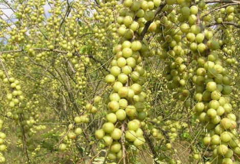 余甘果怎么种（余甘果种植技术视频）