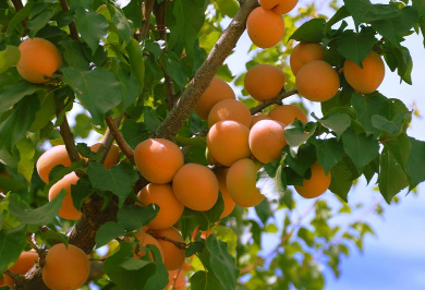 杏子栽培技术 杏子栽培技术论文结论怎么写