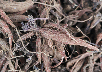 紫丹参种植技术（紫丹参种植技术什么样的产量最高）