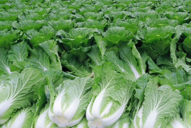 夏秋大白菜的防旱措施及管理要点 大白菜秋季过冬储存办法