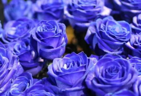 为什么不能轻易送蓝色妖姬 送花给女朋友送什么花