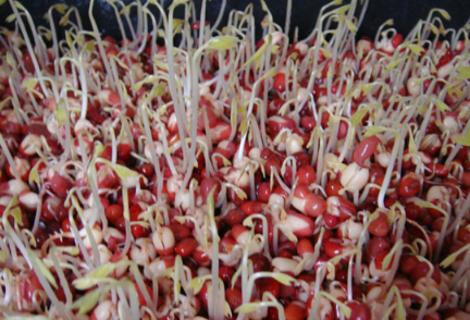 红豆芽栽培 种红豆芽的方法和过程