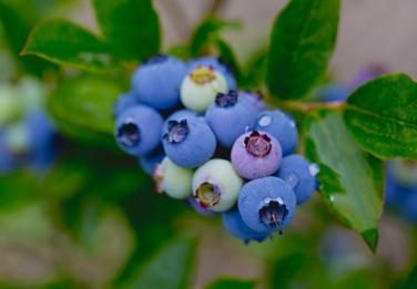 蓝莓怎样种植（蓝莓怎样种植与管理蓝）
