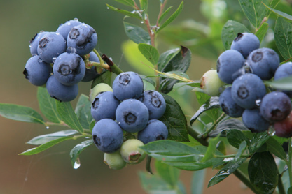 庭院蓝莓怎样种植 院子里栽蓝莓树好吗?