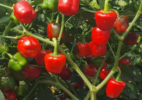 红灯笼辣椒的栽培技术 红灯笼辣椒种子多少钱1斤
