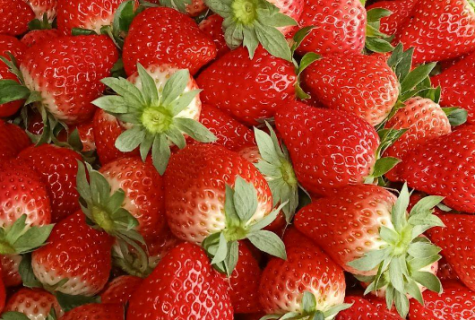 红颜草莓无病毒种苗繁殖技术 红颜草莓苗介绍