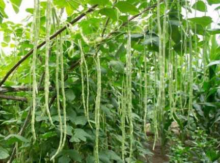豇豆栽培技术